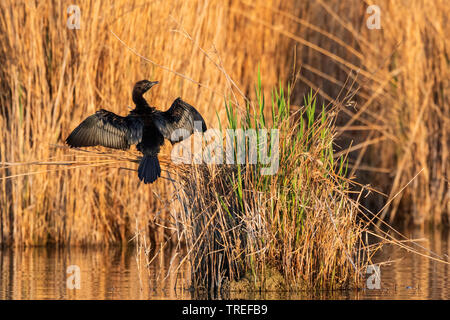 Pygmy cormorant (Phalacrocorax pygmeus, Microcarbo pygmaeus), sitzend auf Reed, trocknen die Federn, Österreich, Burgenland, Neusiedler See National Park Stockfoto