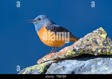 Mountain rock Thrush (Monticola Saxatilis), singende Männchen auf einem Felsen, Italien, Südtirol Stockfoto