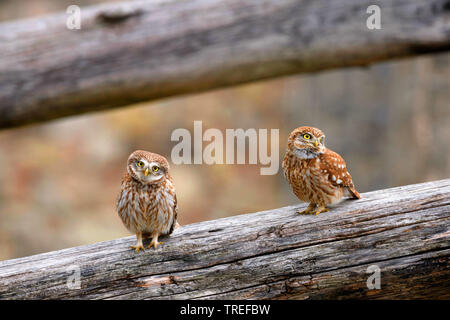 Steinkauz (Athene noctua), Paar auf einem Zaun, Italien Stockfoto