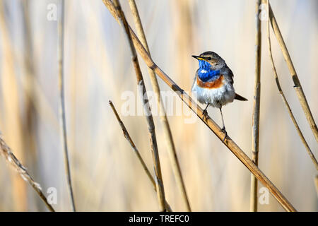 Weiß getupftem Blaukehlchen (Luscinia svecica cyanecula), männlich auf Reed, Deutschland, Bayern Stockfoto