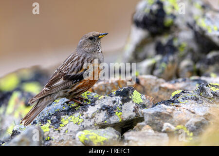 Alpine accentor (Prunella collaris), auf dem Boden, Österreich, Tirol Stockfoto