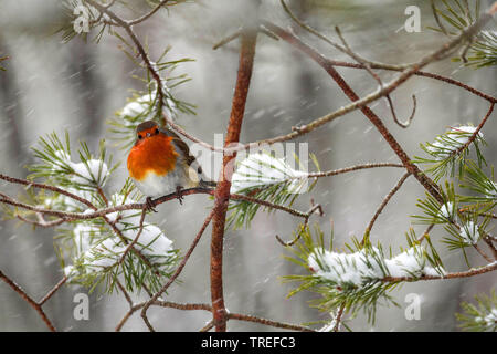Europäische Robin (Erithacus Rubecula), auf einem Zweig bei Schneefall, Deutschland, Bayern Stockfoto