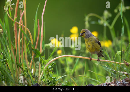 Zitronengirlitz (Serinus citrinella, Carduelis citrinella), auf ein sprößling, Österreich sitzen Stockfoto