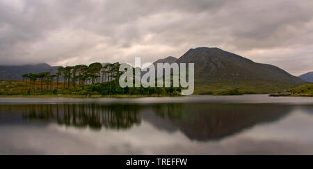 Zwölf Kiefern im Derryclare Lough, Irland, Connemara Stockfoto