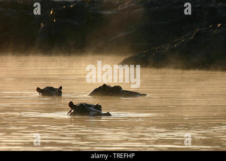 Hippopotamus, Flusspferd, gemeinsame Flusspferd (Hippopotamus amphibius), drei Flusspferde schauen aus dem Wasser, Südafrika Stockfoto