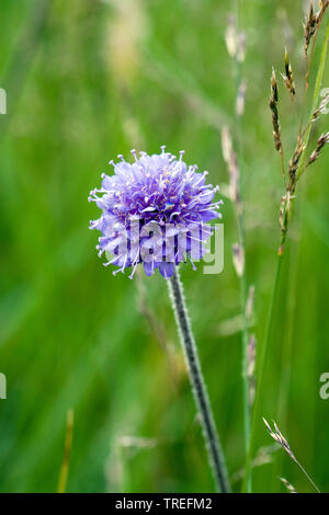 Südliche succisella, Devil's Bit Scabious (Succisa pratensis succisa, Scabiosa), blühende, Niederlande Stockfoto