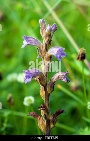 Schafgarbe broomrape (Orobanche purpurea), Blütenstand, Deutschland Stockfoto