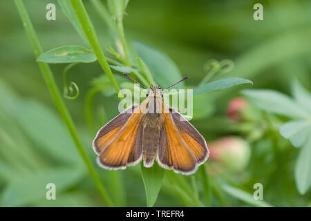 Kleine skipper (Thymelicus sylvestris, Thymelicus flavus), Ansicht von oben, Deutschland Stockfoto