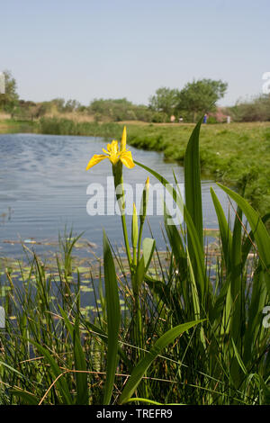 Gelbe Iris, gelbe Flagge (Iris pseudacorus), im Marsh, Niederlande Stockfoto