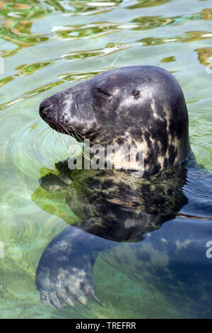 Kegelrobbe (Halichoerus grypus), dösen, Porträt Stockfoto