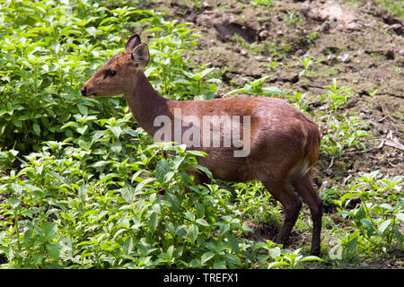 Hog Rotwild (Axis porcinus), Weibliche, Indien, Kaziranga National Park Stockfoto