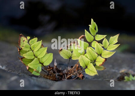 Japanische Stechpalme Farn (Cyrtomium falcatum, Polysticum falcatum), der in der Wand, Niederlande Stockfoto