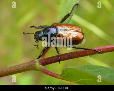 Garten Käfer (Phyllopertha horticola, Phylloperta horticola), auf einen Stiel, Niederlande Stockfoto