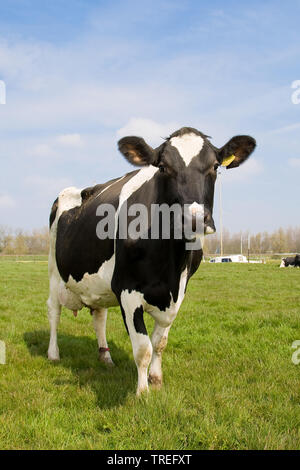 Holstein-Friesian, Holstein (Bos primigenius f. Taurus), das Stehen auf einer Weide, Vorderansicht, Niederlande Stockfoto