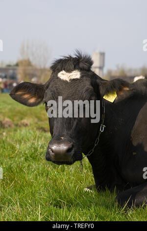 Holstein-Friesian, Holstein (Bos primigenius f. Taurus), Porträt, liegend auf einer Weide, Niederlande Stockfoto