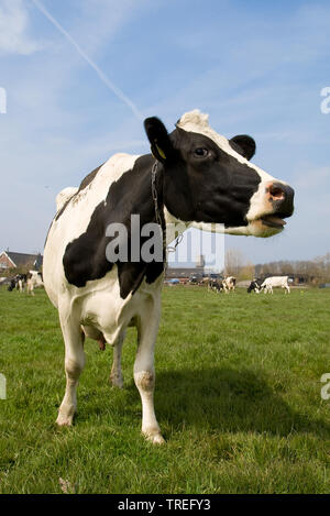 Holstein-Friesian, Holstein (Bos primigenius f. Taurus), das Stehen auf einer Weide und brüllten, Niederlande Stockfoto
