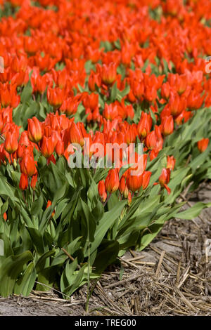 Gemeinsamen garten Tulpe (Tulipa gesneriana), rot blühende Tulpenfeld, Niederlande, Hillegom Stockfoto