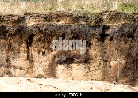 Uferschwalbe (Riparia riparia), die Tierzucht Wand in Groeve Oostermeent, Niederlande, Utrecht, Blaricum Stockfoto