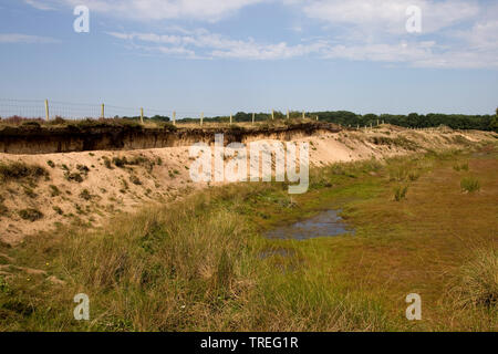 Uferschwalbe (Riparia riparia), die Tierzucht Wand in Groeve Oostermeent, Niederlande, Utrecht, Blaricum Stockfoto