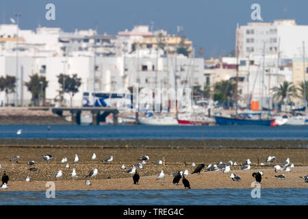 Kormoran (Phalacrocorax carbo), an der Ria Formosa, Portugal, Parque Natural da Ria Formosa Stockfoto