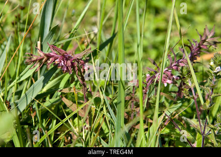 Costal Rot Bartsia (Odontites vernus litoralis, Odontites subsp Litoralis), in feuchten Dünen, Niederlande, Berkheide, Katwijk Stockfoto