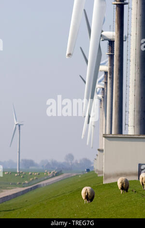 Inländische Schafe (Ovis ammon f. Widder), grasende Herde Schafe auf dem Deich bei auflandigem Wind Farm, Niederlande, Groningen, Eemshaven Stockfoto