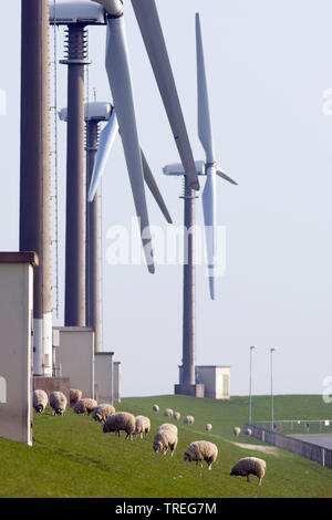 Inländische Schafe (Ovis ammon f. Widder), grasende Herde Schafe auf dem Deich bei auflandigem Wind Farm, Niederlande, Groningen, Eemshaven Stockfoto