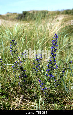 Blueweed, blaue Teufel, der Viper bugloss, gemeinsame's Viper - bugloss (Echium vulgare), in Dünen, Niederlande, Berkheide, Wassenaar Stockfoto