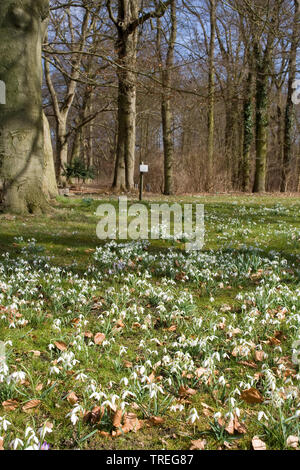 Gemeinsame Schneeglöckchen (Galanthus nivalis), blühen auf einer Wiese in einem Park, Niederlande, Sandpoort Stockfoto