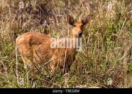 Barasingha, Sumpf Hirsch (Cervus duvauceli, Cervus duvaucelii, Rucervus duvaucelii), jungen Hirsch, Indien, Kaziranga National Park Stockfoto