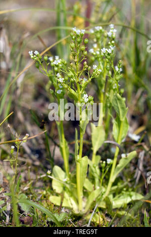 Valerand brookweed (Samolus valerandi's), blomming, Niederlande, Berkheide, Wassenaar Stockfoto