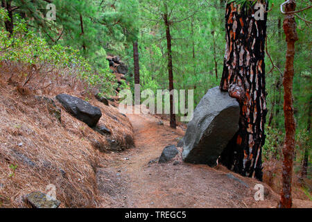 Wanderung von Pavillon an der Cumbrecita Caldera Taburiente Nationalpark in die Kapelle Ermita de la Virgen del Pino, Kanarische Inseln, La Palma, El Paso Stockfoto