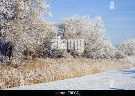 Raureif auf den Bäumen und Sträuchern und gefrorene Wasserfläche, Niederlande, Katwijk Stockfoto