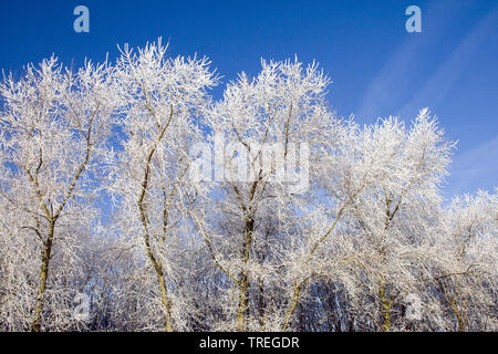 Raureif auf den Bäumen und Sträuchern, Niederlande, Katwijk Stockfoto