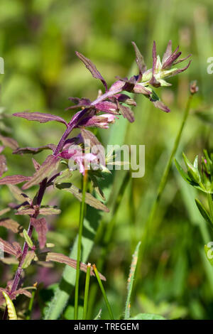 Costal Rot Bartsia (Odontites vernus litoralis, Odontites subsp Litoralis), in feuchten Dünen, Niederlande, Berkheide, Wassenaar Stockfoto