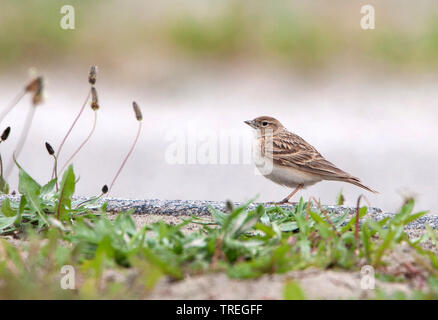 Mehr short-toed Lerche (Calandrella brachydactyla), auf dem Boden, der niederländischen, der Nördlichen Niederlande, Ijmuiden Stockfoto