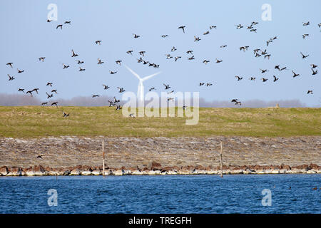 Reiherente (Aythya fuligula), Herde im Flug vor der Deich und Windrad, Niederlande Stockfoto