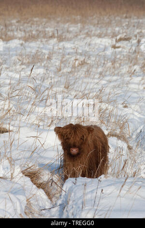 Schottische Hochlandrinder, Kyloe, Highland Kuh, Heelan Coo (Bos primigenius f. Taurus), auf schneebedeckten Weide, Niederlande Stockfoto