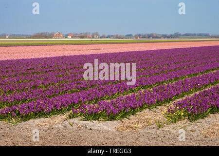 Jacinthe (Hyacinthus orientalis), Jacinthe Feld auf Texel, Niederlande, Texel Stockfoto
