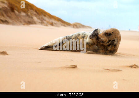 Kegelrobbe (Halichoerus grypus), am Strand liegen, Niederlande, Katwijk Stockfoto