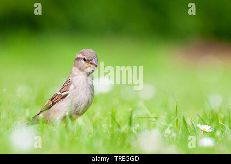 Haussperling (Passer domesticus), auf einer Wiese, Niederlande Stockfoto