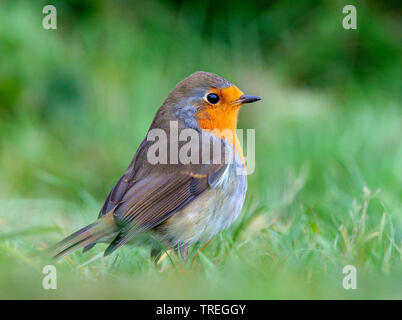 Europäische Robin (Erithacus Rubecula), auf Rasen, Niederlande, Texel Stockfoto