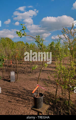 Apfelbaum (Malus Domestica), Apple Tree in der Kinderstube, Deutschland Stockfoto