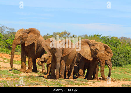 Afrikanischer Elefant (Loxodonta africana), Herde, Südafrika, Eastern Cape, Addo Elephant National Park Stockfoto