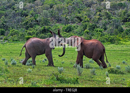 Afrikanischer Elefant (Loxodonta africana), junge Bullen kämpfen, Südafrika, Eastern Cape, Addo Elephant National Park Stockfoto