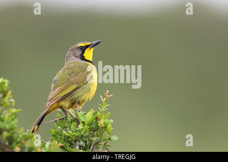 Bokmakierie shrike, bokmakierie (Telophorus zeylonus), sitzend auf einem Busch, Südafrika, Eastern Cape, Addo Elephant National Park Stockfoto