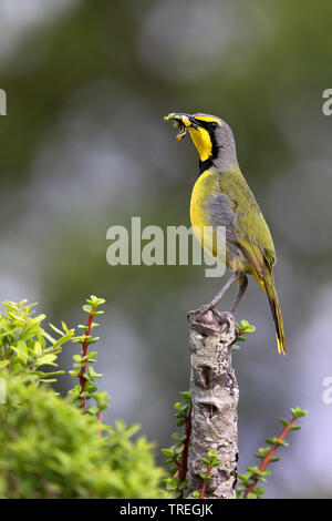 Bokmakierie shrike, bokmakierie (Telophorus zeylonus), sitzend auf einem Busch mit Beute im Schnabel, Südafrika, Eastern Cape, Addo Elephant National Park Stockfoto