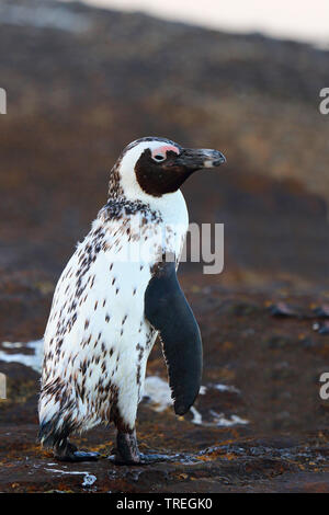 Jackass Penguin, African Penguin, Black-footed Penguin (Spheniscus demersus), sitzt auf einem Felsen an der Küste, Südafrika, Western Cape, Simons Town Stockfoto