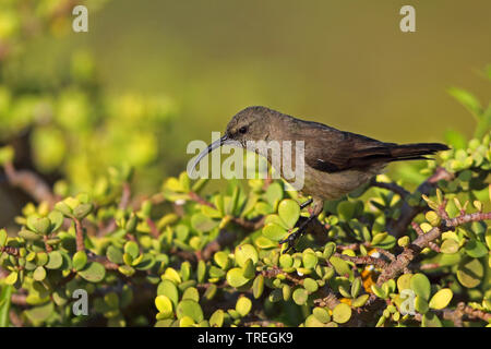 Mehr Doppel-collared Sunbird (Nectarinia afra), Frauen auf der Suche nach Essen, Südafrika, Eastern Cape, Addo Elephant National Park Stockfoto