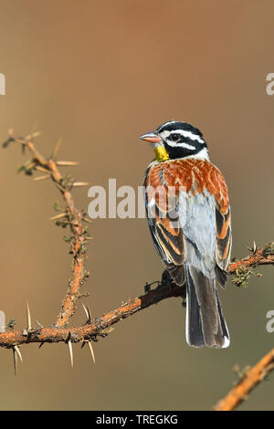 Golden-breasted Bunting (Emberiza flaviventris), sitzend auf einem Busch, Südafrika, North West Provinz, Pilanesberg National Park Stockfoto